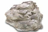 Petrified Wood Section with Sparkling Quartz - Arizona #305460-1